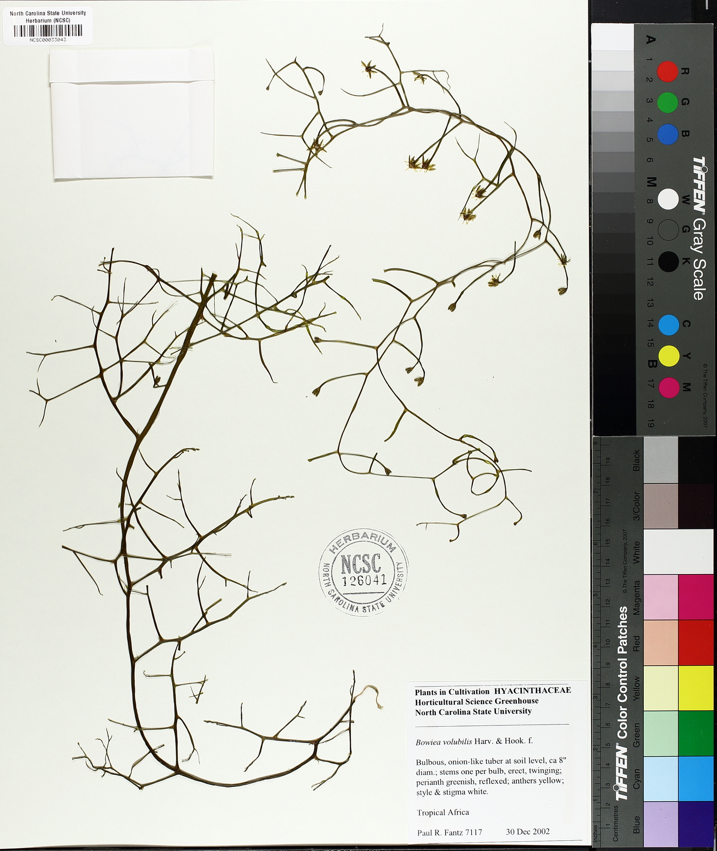 Bowiea volubilis image
