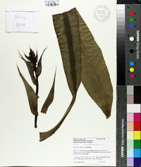 Dracaena fragrans image