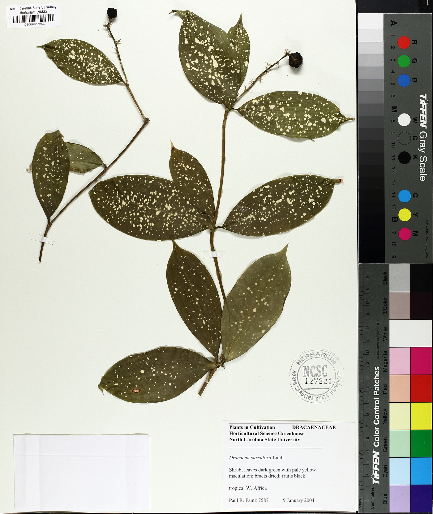 Dracaena surculosa image