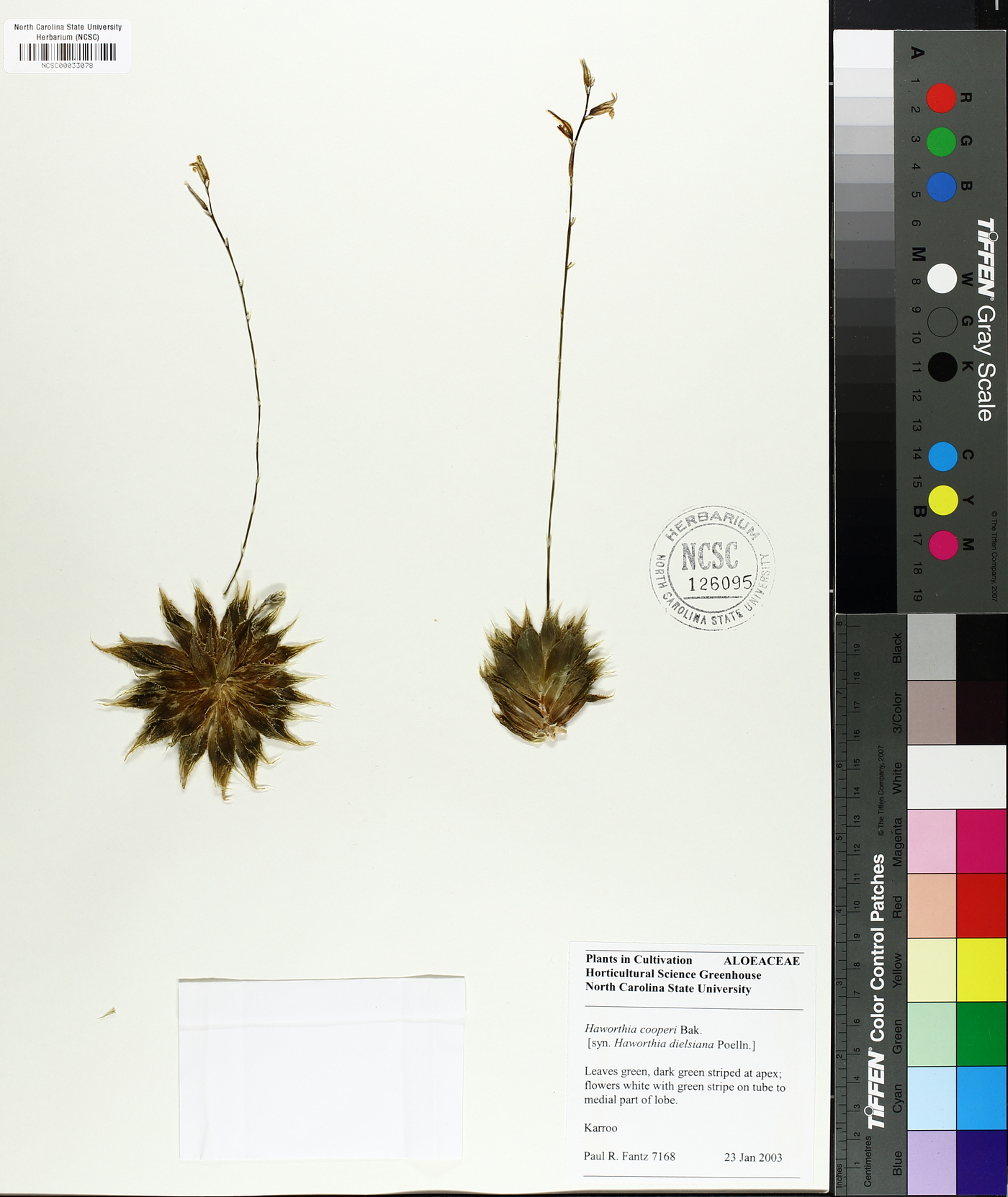 Haworthia cooperi image