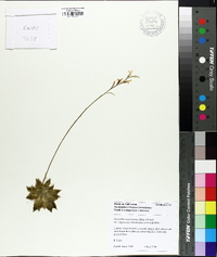 Haworthia cymbiformis image
