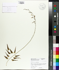 Haworthia fasciata image