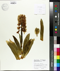 Hyacinthus orientalis image