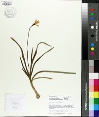 Ipheion uniflorum image