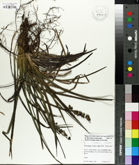 Ophiopogon planiscapus image