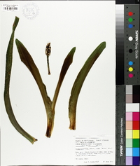 Rohdea japonica image