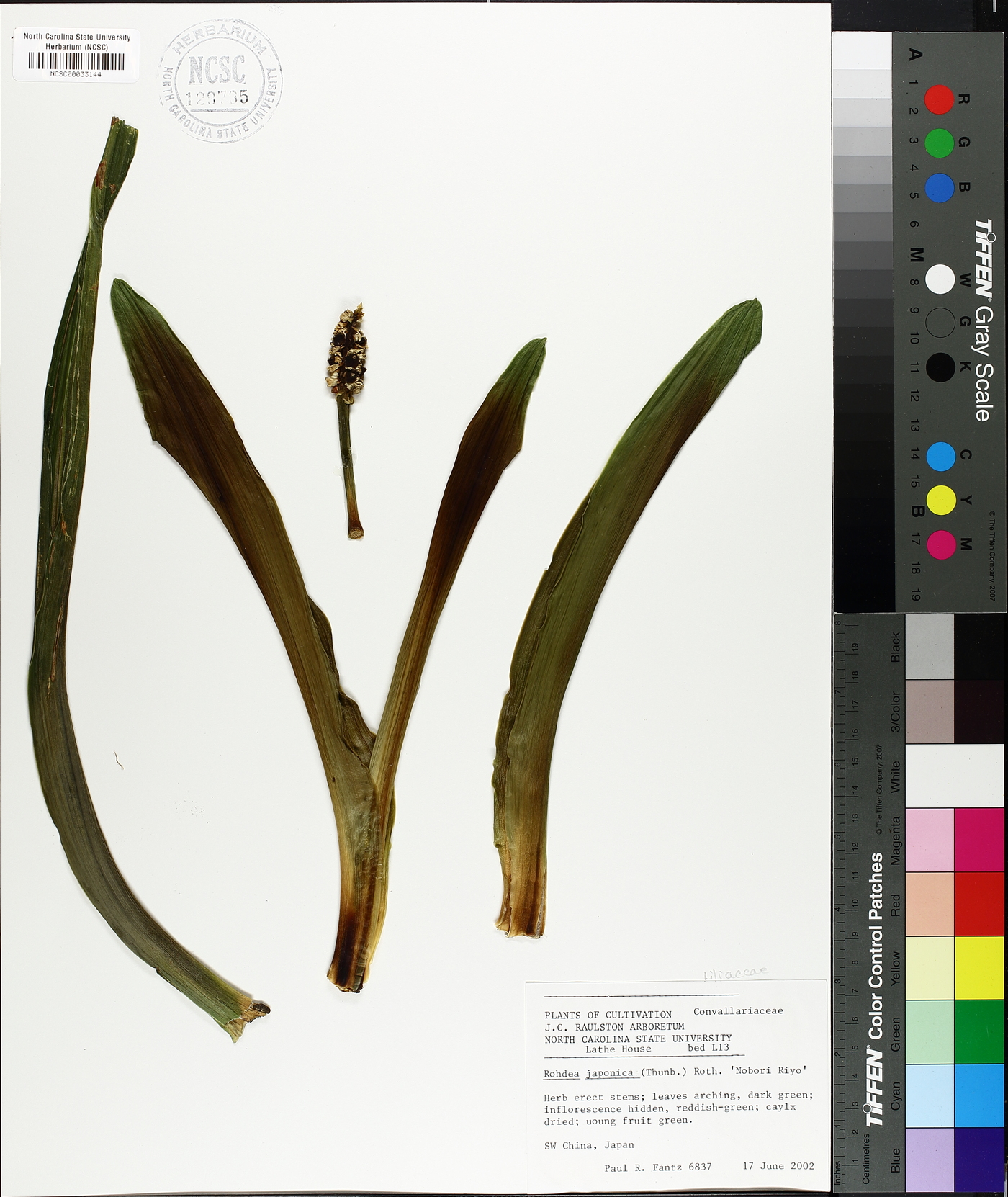Rohdea japonica image