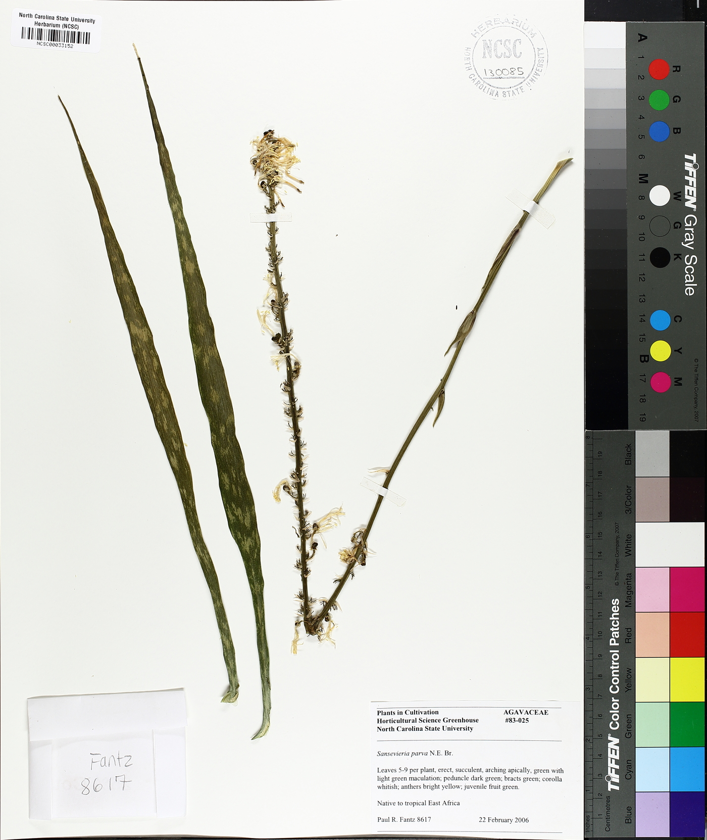 Sansevieria parva image