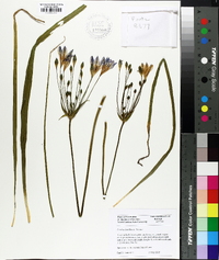 Triteleia laxa image