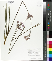 Tulbaghia violacea image