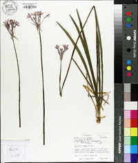 Tulbaghia violacea image