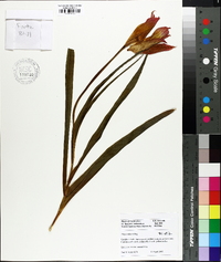 Image of Tulipa albertii