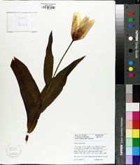 Tulipa clusiana image