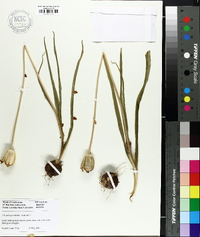 Image of Tulipa hageri