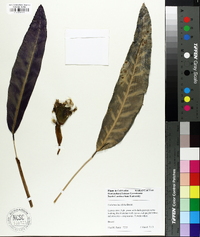 Calathea lancifolia image