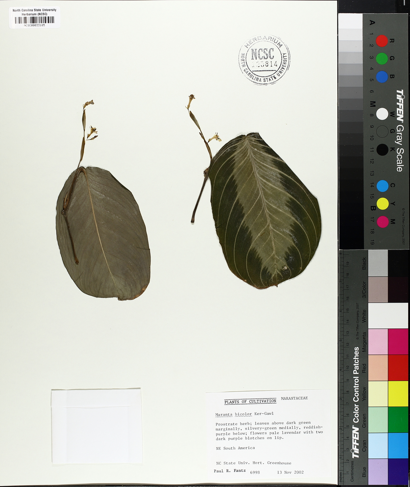 Maranta cristata image