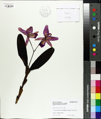 Guarianthe bowringiana image