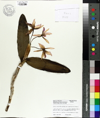 Image of Cattleya deckeri