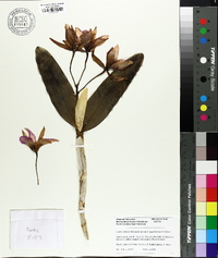 Cattleya deckeri image