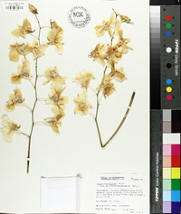 Dendrobium bigibbum image