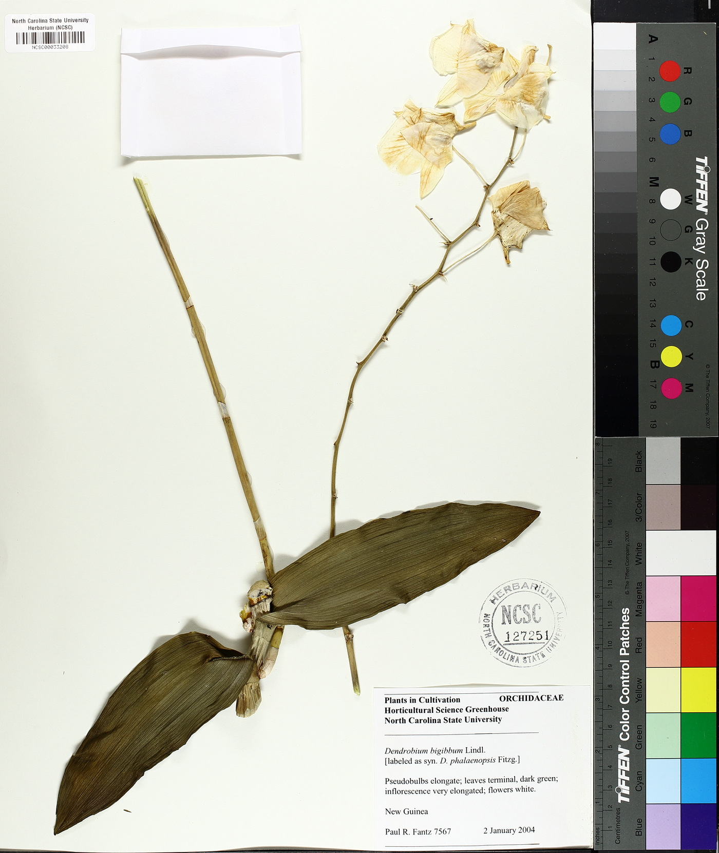 Dendrobium bigibbum image