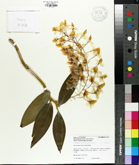 Dendrobium thyrsiflorum image