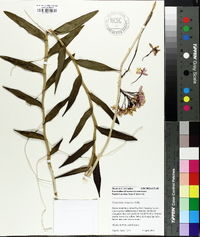 Epidendrum ibaguense image