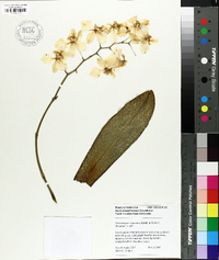 Phalaenopsis stuartiana image