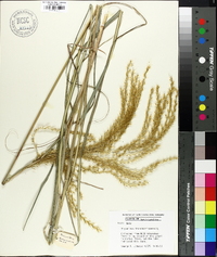 Miscanthus transmorrisonensis image