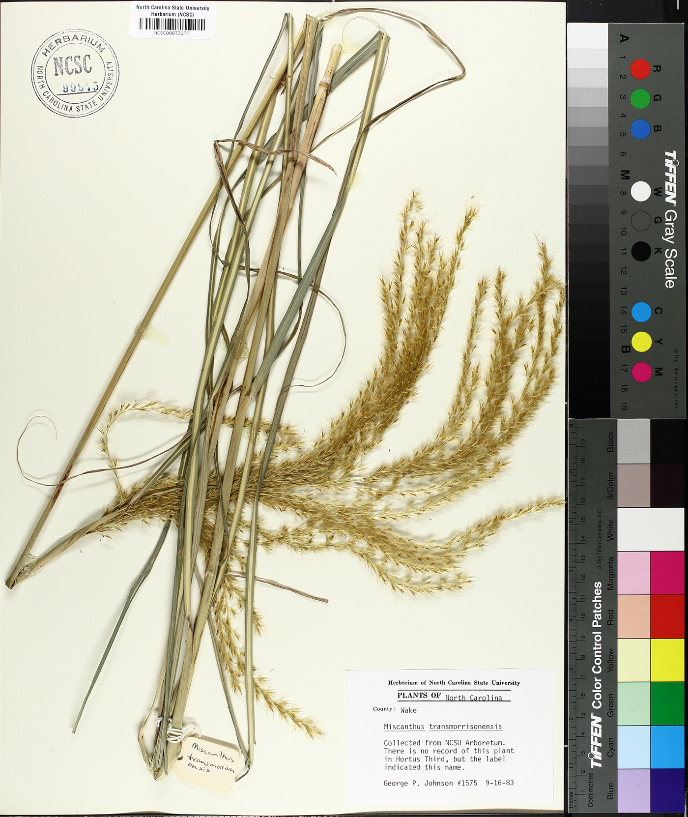 Miscanthus transmorrisonensis image