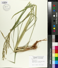 Oryza sativa image