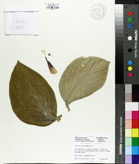 Kaempferia pulchra image