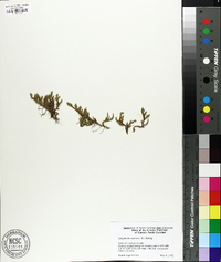 Selaginella rupestris image