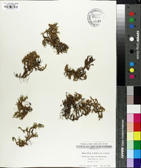 Selaginella rupestris image