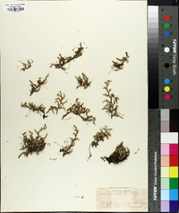 Selaginella rupestris image