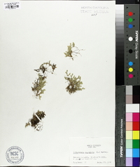 Selaginella rupestris image