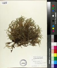 Selaginella tortipila image