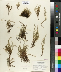 Selaginella tortipila image