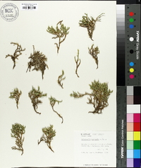 Selaginella tortipila image