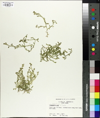 Selaginella apoda image