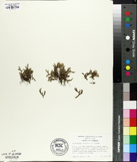 Selaginella rupestris image