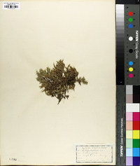 Selaginella rupestris image