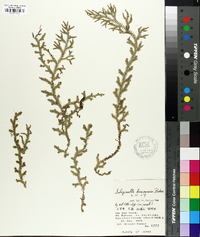 Selaginella boninensis image