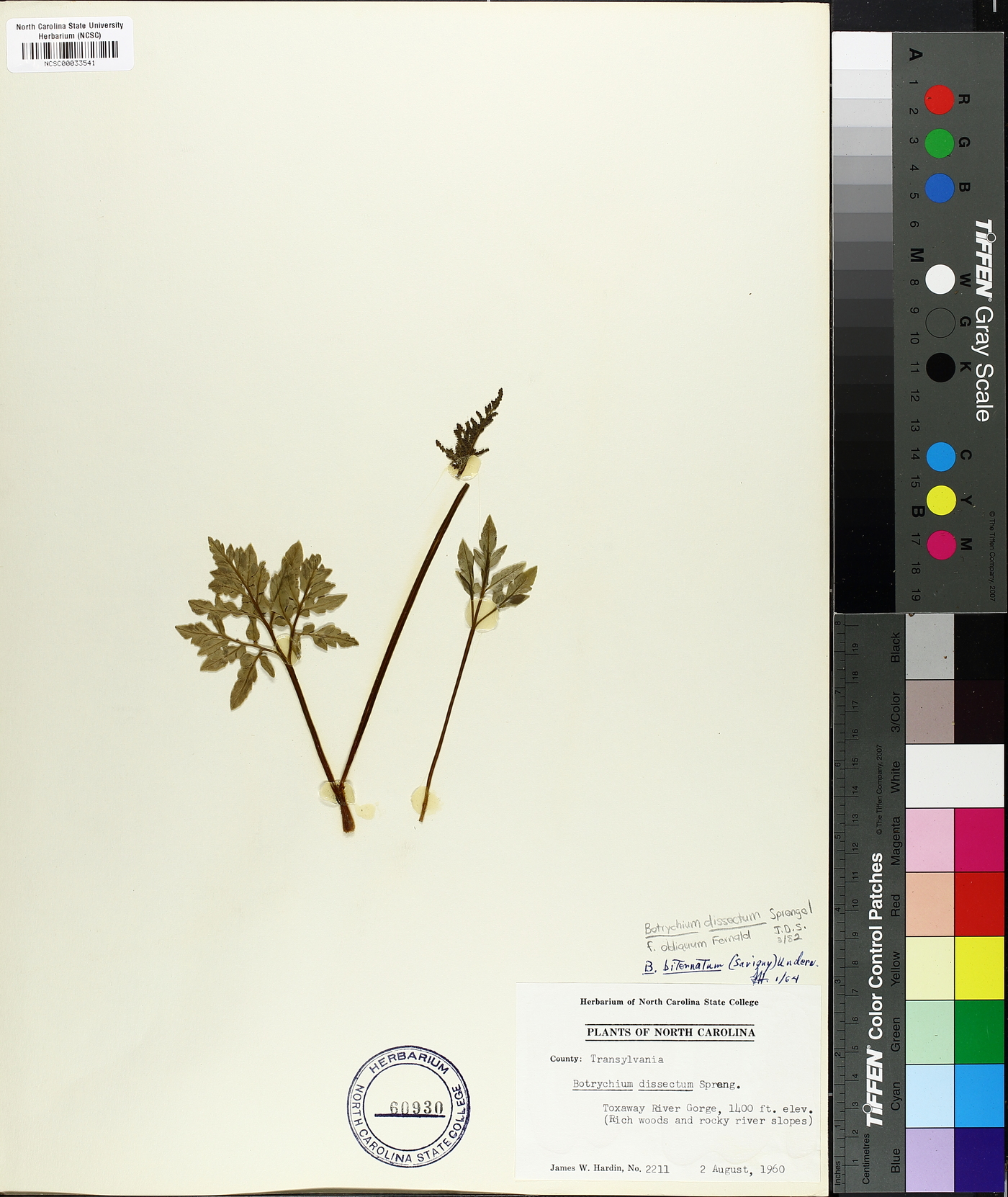 Sceptridium dissectum f. obliquum image