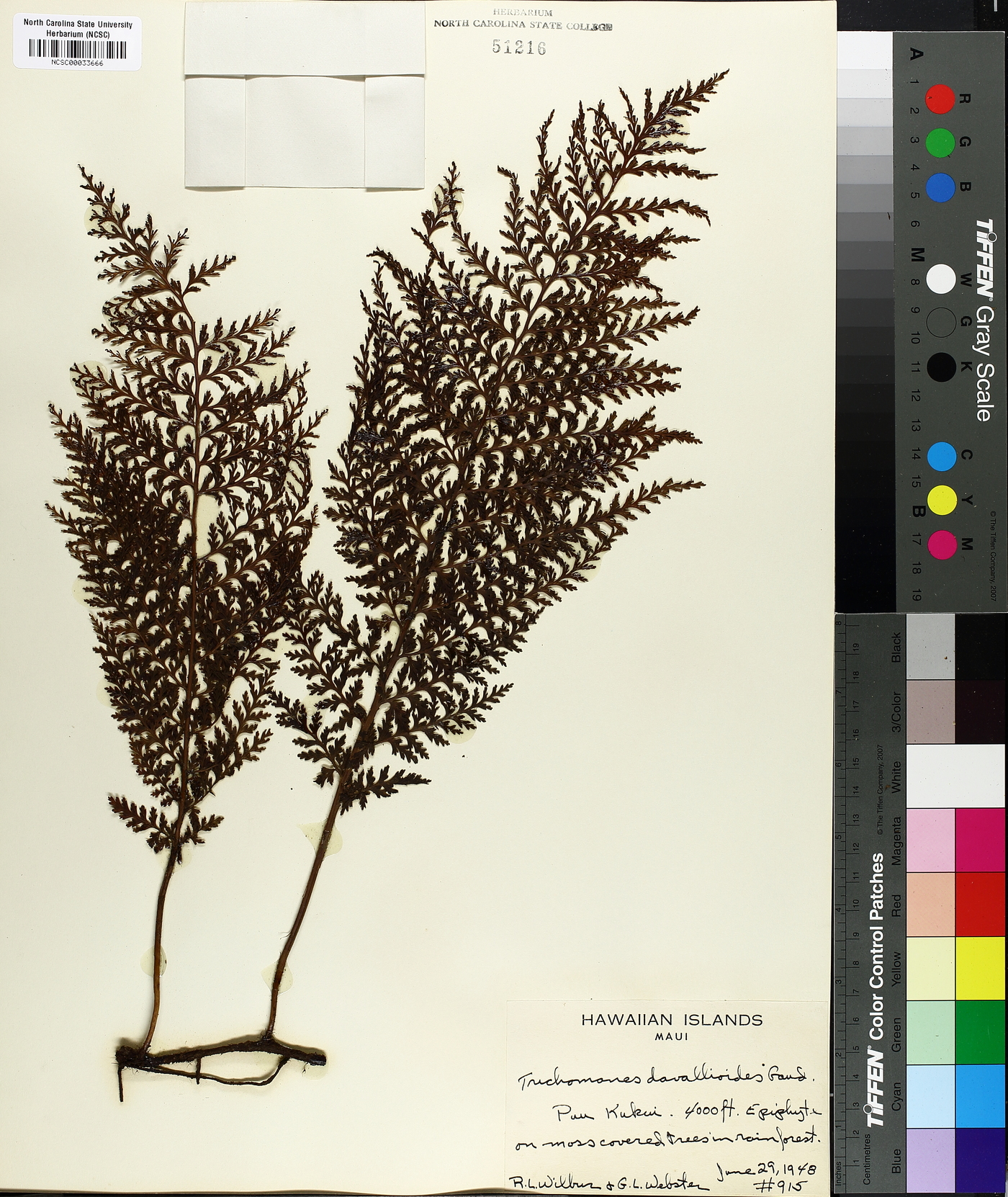 Trichomanes davallioides image