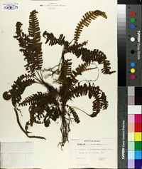 Trichomanes diversifrons image