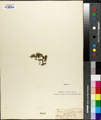 Media resource of Trichomanes quercifolium