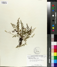 Asplenium montanum image