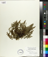 Asplenium montanum image