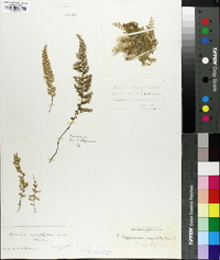 Asplenium myriophyllum image